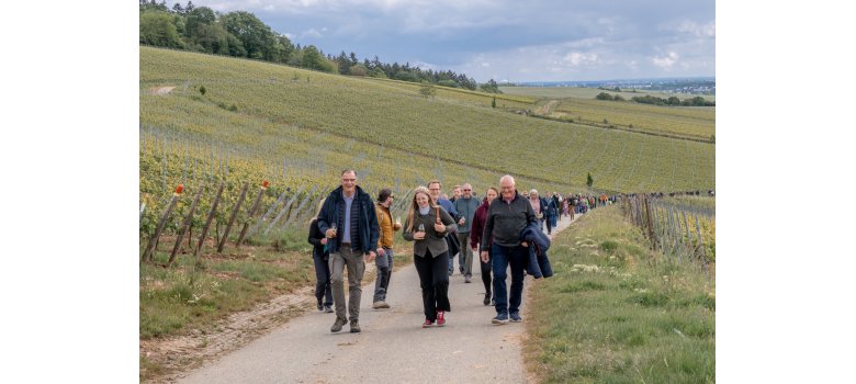 Viele Menschen laufen einen Landwirtschaftsweg durch die Weinberge hoch. Im Hintergrund sind Bäume und weit entfernt Orte zu sehen. Der Himmel ist bewölkt. 