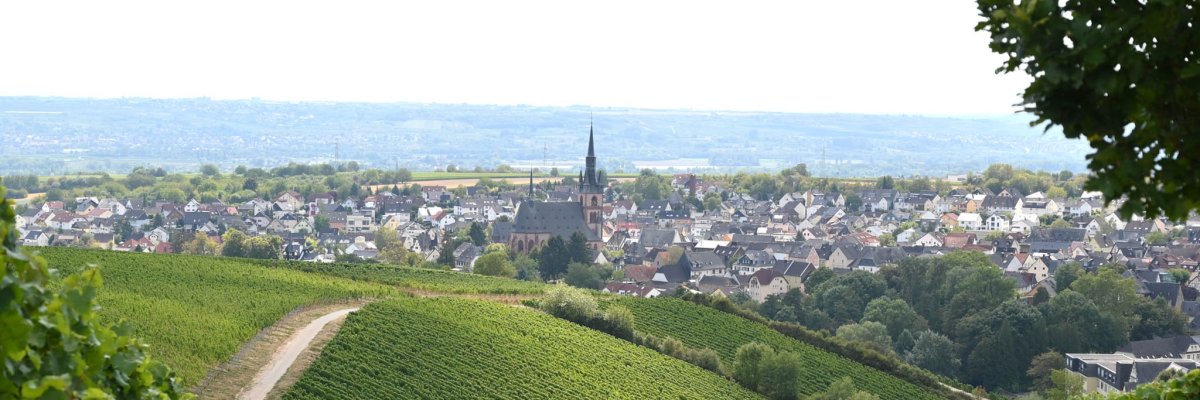 Blick auf Kiedrich mit Weinbergen, Häusern, Bäumen und der Kirche St. Valentinus und Dionysius