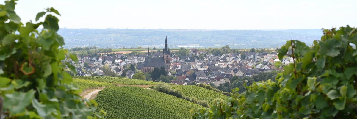 Blick auf Kiedrich mit Weinbergen, Häusern, Bäumen und der Kirche St. Valentinus und Dionysius