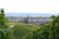 Blick auf Kiedrich Blick auf Kiedrich mit Weinbergen, Häusern, Bäumen und der Kirche St. Valentinus und Dionysius