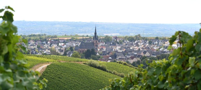 Blick auf Kiedrich mit Weinbergen, Häusern, Bäumen und der Kirche St. Valentinus und Dionysius