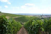 Blick auf Kiedrich Blick auf Kiedrich mit Weinbergen, Häusern, Bäumen und der Kirche St. Valentinus und Dionysius
