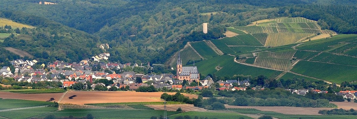 Blick auf Kiedrich mit der Kirche, der Burgruine Scharfenstein, den Weinbergslagen und den Wäldern.