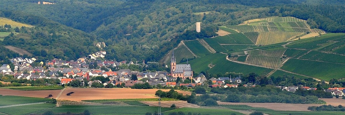 Blick auf Kiedrich mit der Kirche, der Burgruine Scharfenstein, den Weinbergslagen und den Wäldern.