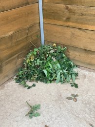 Grünschnittplatz Vor einer Holzwand, die im rechten Winkel steht, liegt auf einem Betonboden Grünschnitt in Form von Ästen und Blättern.