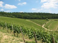 Blick auf die Weinberge und den Wald Blick auf die verschiedenen Weinberge und Weinbergslagen und Wegen sowie im Hintergrund den Wald mit blauem Himmel und weißen Wolken.