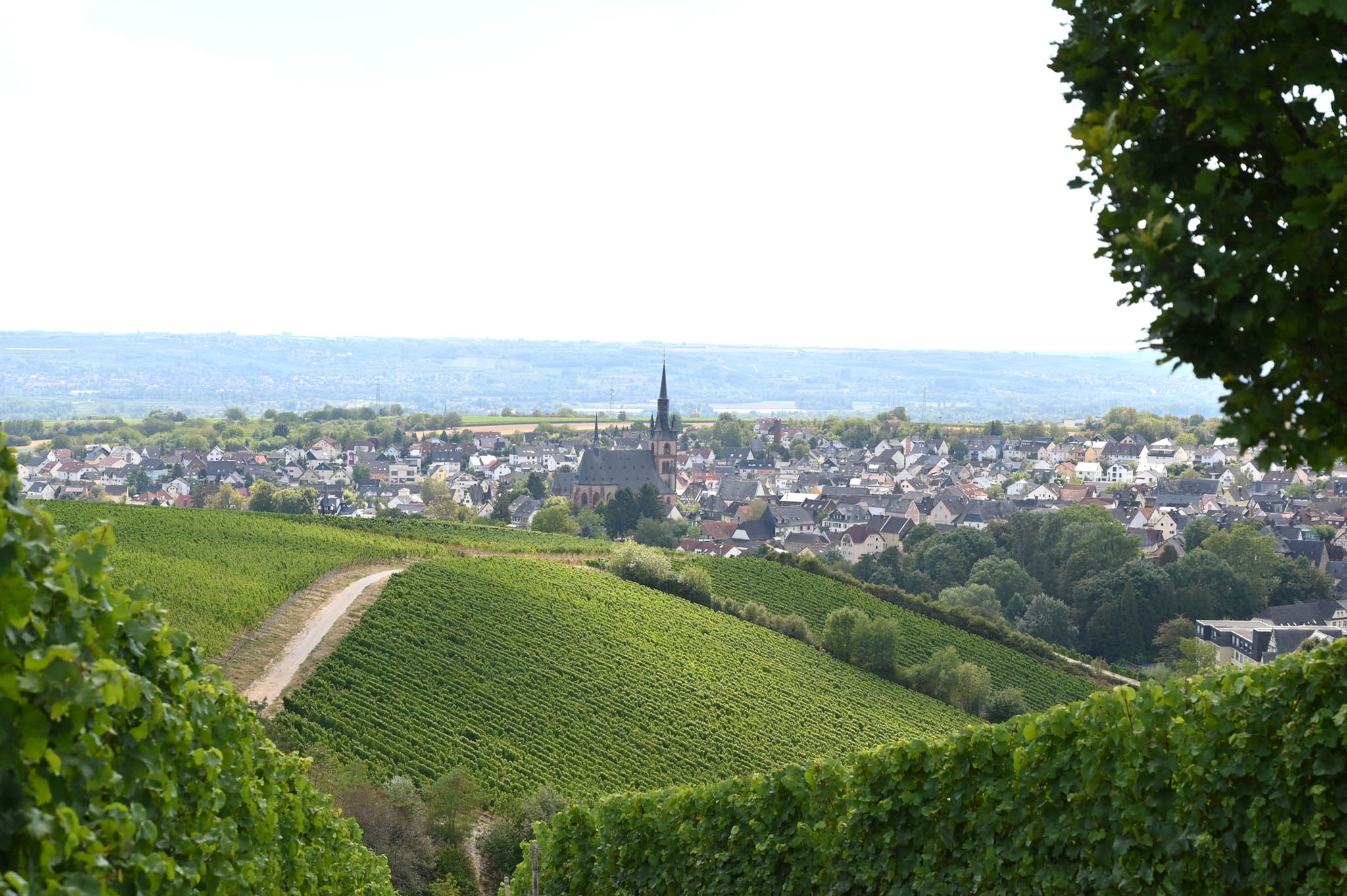 Blick auf Kiedrich mit Weinbergen, Häusern, Bäumen und der Kirche St. Valentinus und Dionysius