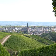 Blick auf Kiedrich mit Weinbergen, Häusern, Bäumen und der Kirche St. Valentinus und Dionysius