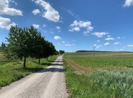 Fahrradweg links von einem Feld mit grünen Pflanzen und rechts von Wiesen mit Bäumen vor einem blauem Himmel mit Wolken.
