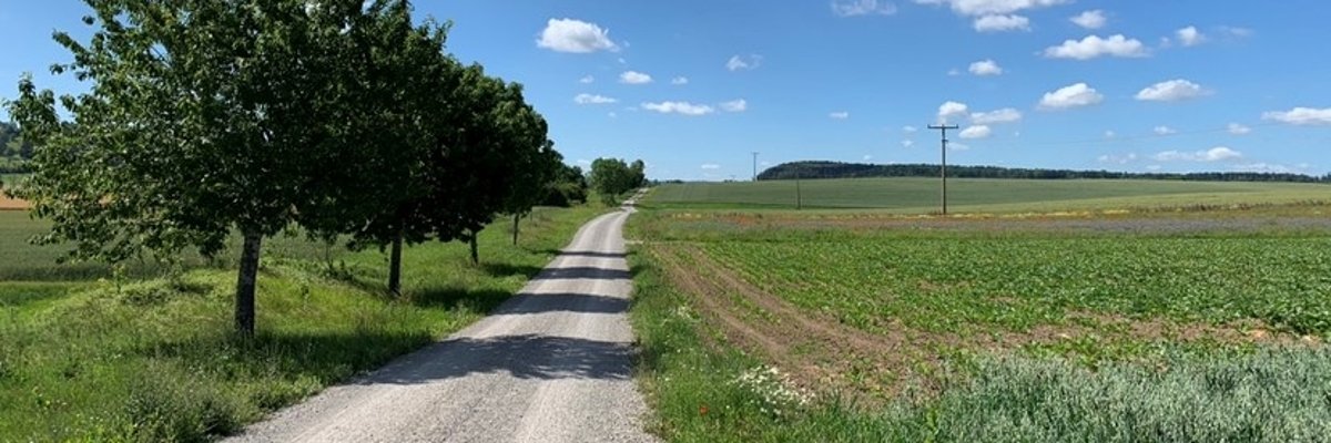 Fahrradweg links von einem Feld mit grünen Pflanzen und rechts von Wiesen mit Bäumen vor einem blauem Himmel mit Wolken.
