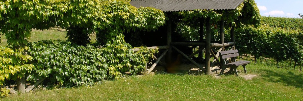 Eine aus dunklem Holz und einem Dach aus Wellblech gefertigte Schutzhütte, vor der eine dunkle Holz-Parkbank steht. Links von der Hütte sind die Holzbalken mit Weinblättern zugewachsen. Ebenso sieht man Wiese, Weinberge und Wald und einen Himmel mit weißen Wolken. 