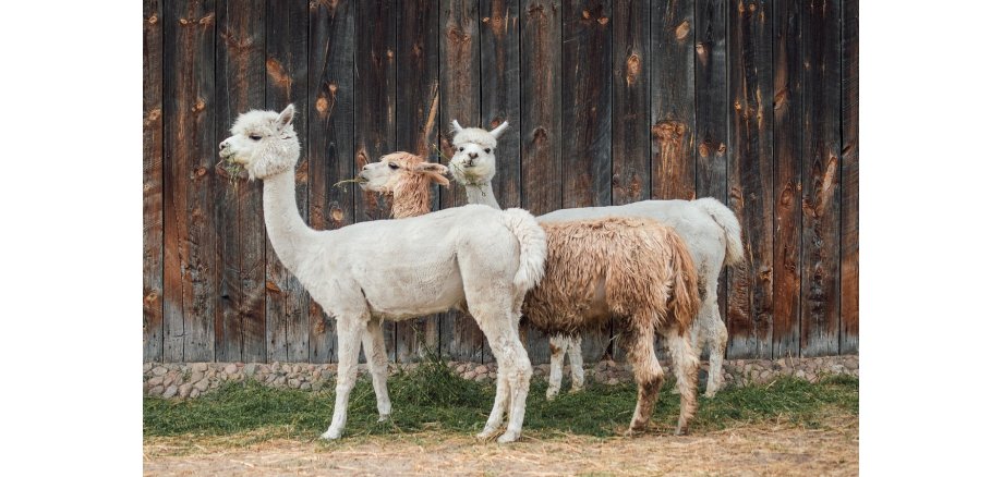 Vor einer Wand aus Holzbrettern stehen drei Alpakas. Zwei weiße, am Körper geschorene und ein braunes, welches noch langes Fell hat. Alle haben Heu im Maul. Sie stehen auf grünem Gras und gelbem Stroh.