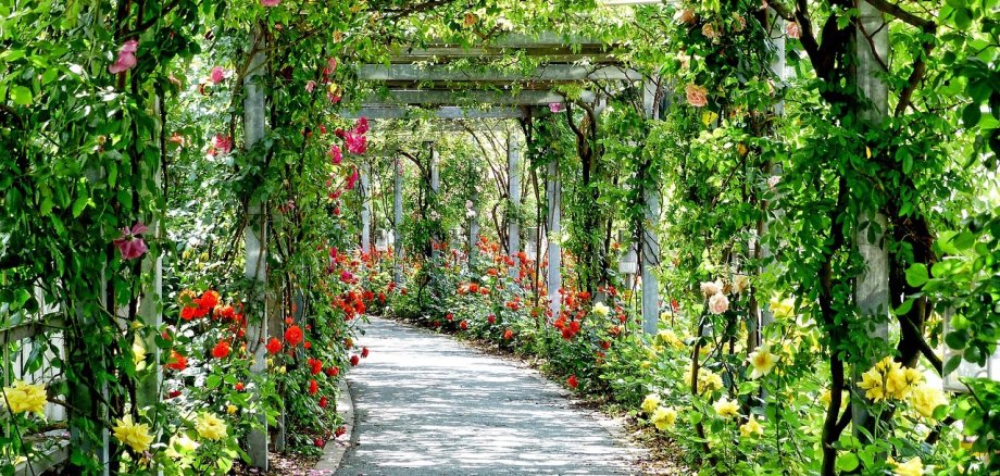 Ein Weg ist umrandet von Holzpfosten, über die blühemde Rosensträuche ranken, so dass es aussieht, wie ein Blumen-Tunnel. Die Rosen sind gelb, rot, rosa und lachsfarben.