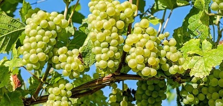 Grüne Trauben hängen an einem grün belaubten braunen Weinstock vor einem blauem Himmel ohne Wolken.