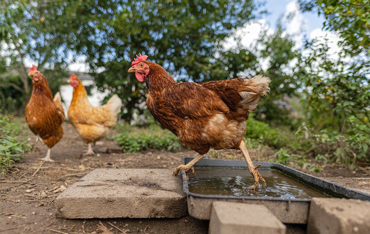 Ein braunes Huhn läuft durch eine rechteckige Wasserschale, die mit drei Betonplatten an zwei Seiten umrandet ist. Im Hintergrund steht ein braunes und ein hellbraunes Huhn auf Erde. Ebenso ist Gras, verschwommen Bäume und blauer Himmel mit weißen Wolken zu sehen.
