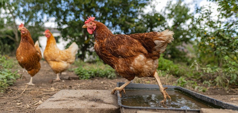 Ein braunes Huhn läuft durch eine rechteckige Wasserschale, die mit drei Betonplatten an zwei Seiten umrandet ist. Im Hintergrund steht ein braunes und ein hellbraunes Huhn auf Erde. Ebenso ist Gras, verschwommen Bäume und blauer Himmel mit weißen Wolken zu sehen.