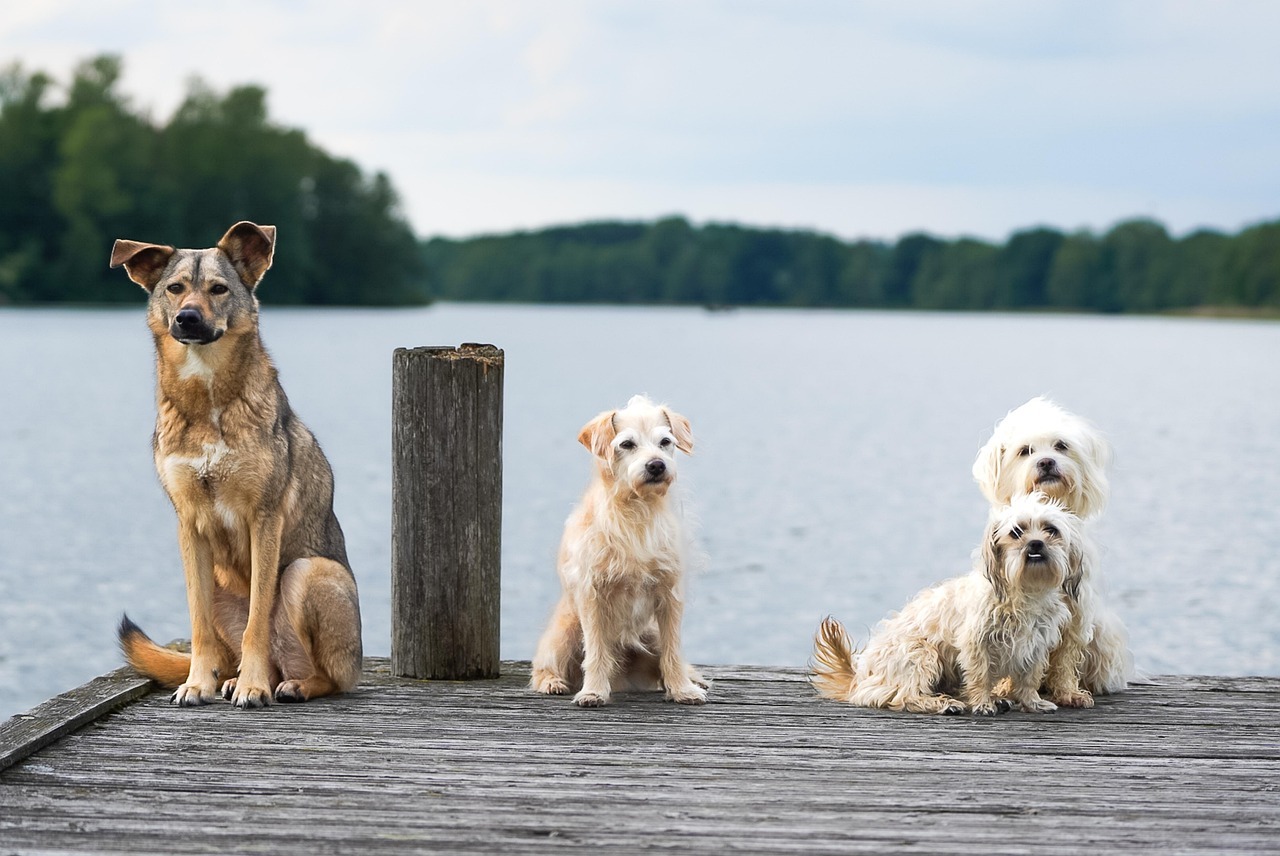 Vier Hunde sitzen auf einem Steeg an einem See. Am Horizont sind Bäume zu sehen.