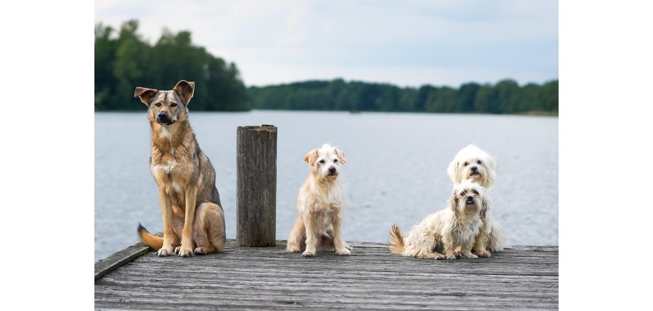 Vier Hunde sitzen auf einem Steeg an einem See. Am Horizont sind Bäume zu sehen.