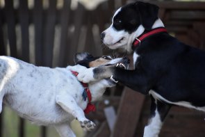 Ein schwarz-weißer Hund mit schwarz-rotem Halsband hebt seine linke Vorderpfote. Ein weiterer weißer Hund mit schwarzen Flecken und rotem Halsband beißt in die gehobene Pfote des anderen Hundes.