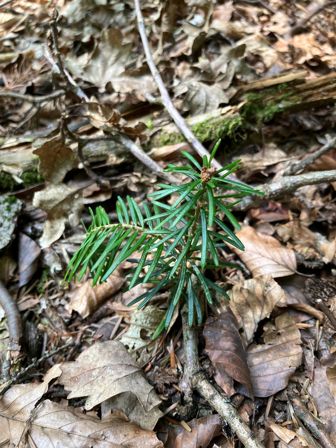 Ein Waldboden, auf dem vertrocknete Blätter und Äste liegen. Dazwischen wächst eine kleine Weißtanne raus.