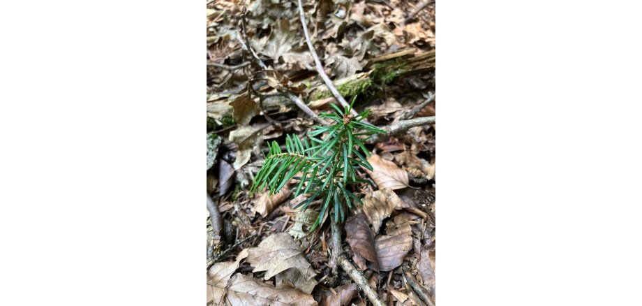 kleine Weißtanne (Naturverjüngung) Ein Waldboden, auf dem vertrocknete Blätter und Äste liegen. Dazwischen wächst eine kleine Weißtanne raus.