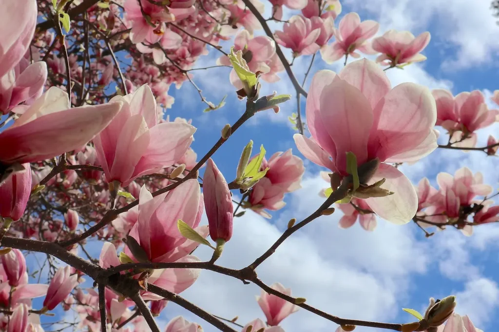 Äste mit rosa blühenden Magnolienblüten vor einem blauen Himmel mit Wolken 