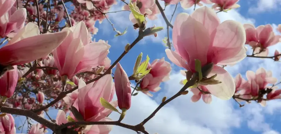 Äste mit rosa blühenden Magnolienblüten vor einem blauen Himmel mit Wolken 