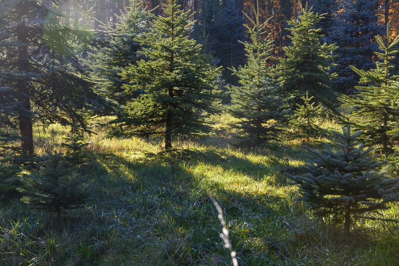 Ein Wald mit kleinen Nadelbäumen auf einer Rasenfläche, auf die zum Teil die Sonne scheint.