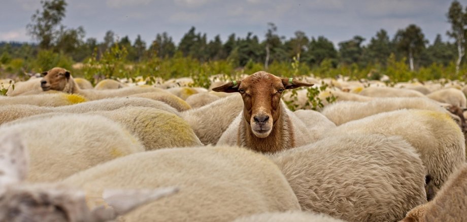 Zwei Schafe mit braunen Köpfen schauen aus einer weißen Schafsherde raus. Die anderen Schafe grasen. Im Hintergrund sind verschwommen Bäume und ein bewölkter Himmel.