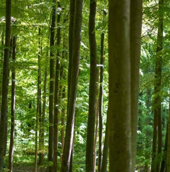 Auschnitt aus einem Wald mit schmalen braunen Baumstämmen und grünem Laub.