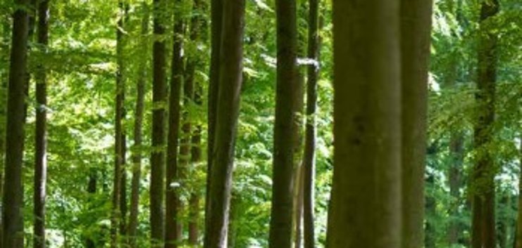 Auschnitt aus einem Wald mit schmalen braunen Baumstämmen und grünem Laub.
