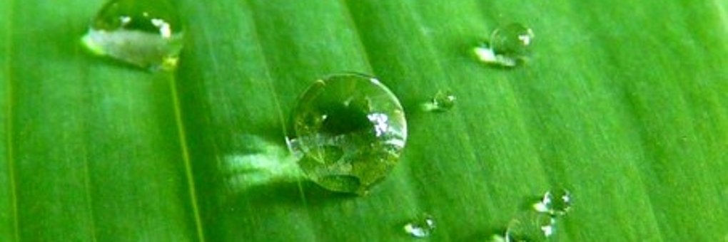 Zehn verschieden große Wassertropfen auf einem grünen geriffeltem Pflanzenblatt.
