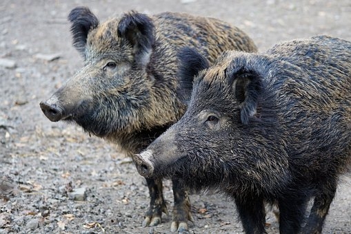 Musterbild Wildschweinfest Zwei Wildschweine, mit dunkel-braunem und beigen Borsten, die hintereinander auf einem braunen Erdboden mit kleinen grauen Steinen stehen.