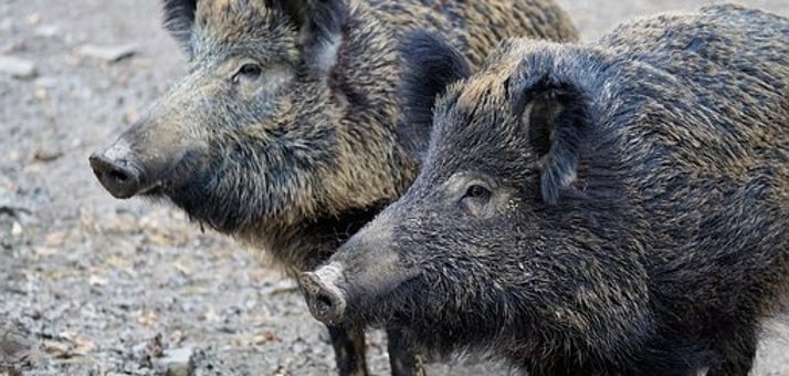 Zwei Wildschweine, mit dunkel-braunem und beigen Borsten, die hintereinander auf einem braunen Erdboden mit kleinen grauen Steinen stehen. 