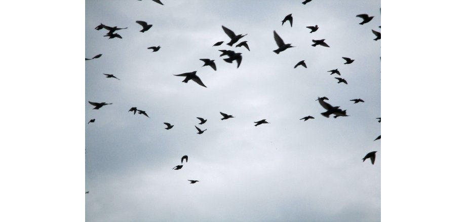 Man sieht an einem bewölkten Himmel viele schwarze Zugvögel fliegen.