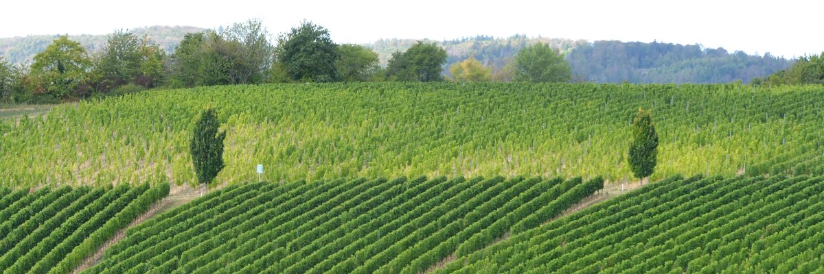 Blick auf den Weinberg der Ehe in Kiedrich 