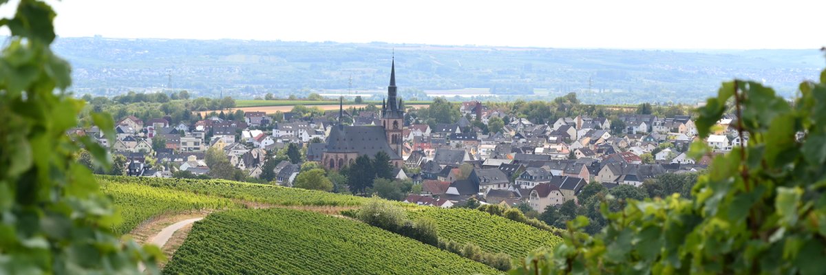 Blick auf Kiedrich mit Weinbergen, Häusern, Bäumen und der Kirche St. Valentinus und Dionysius