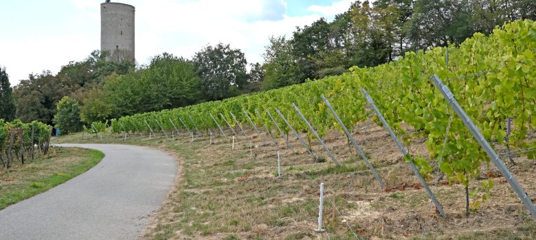 Weinberg der Ehe und Weg zur Burgruine Scharfenstein 
