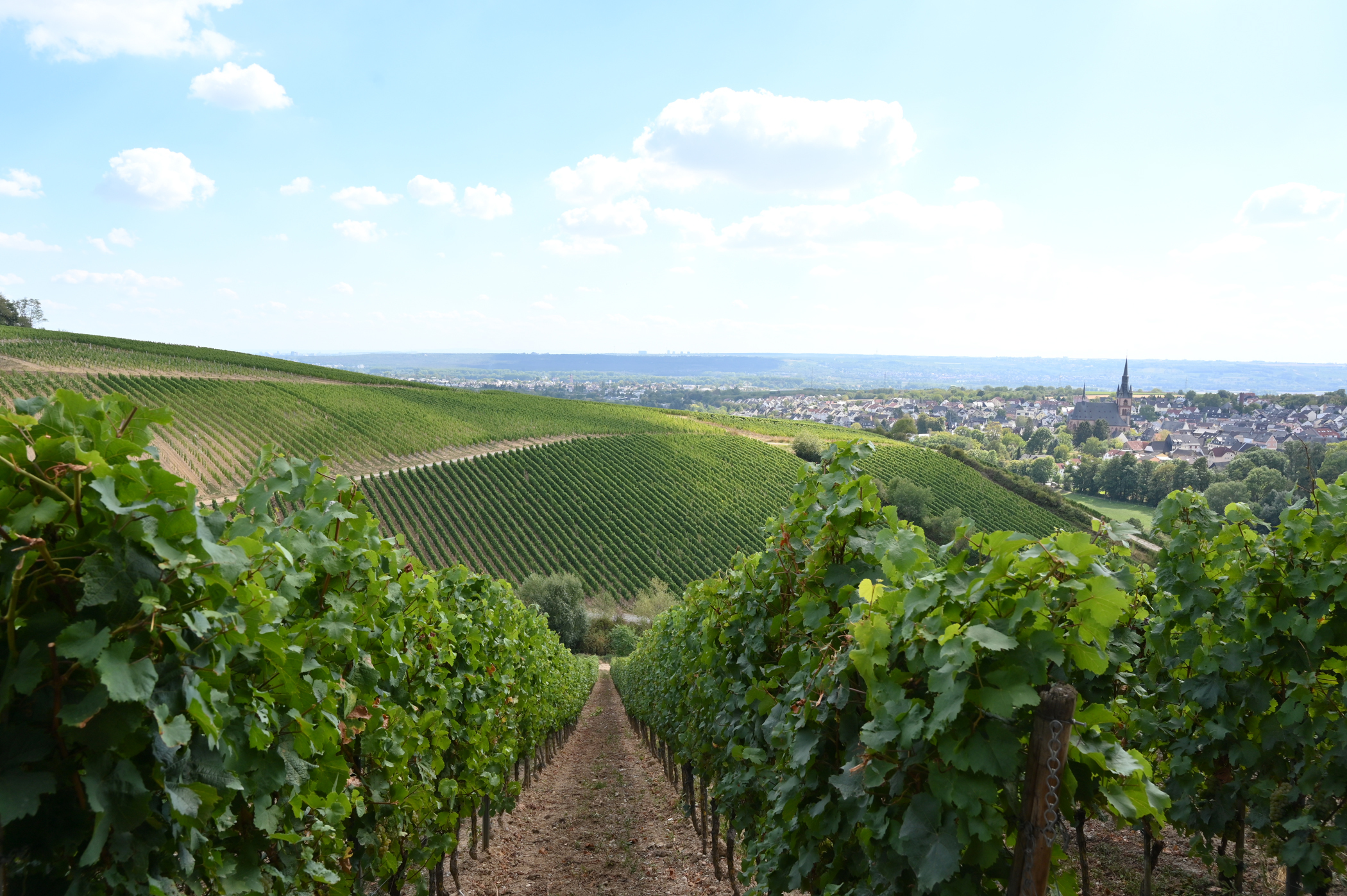 Blick auf Kiedrich mit Weinbergen, Häusern, Bäumen und der Kirche St. Valentinus und Dionysius
