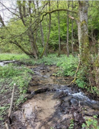 Ein Wald mit Laubbäumen und grün auf der Erde. Zwischen den Baumwurzeln sind Wasserpfützen.