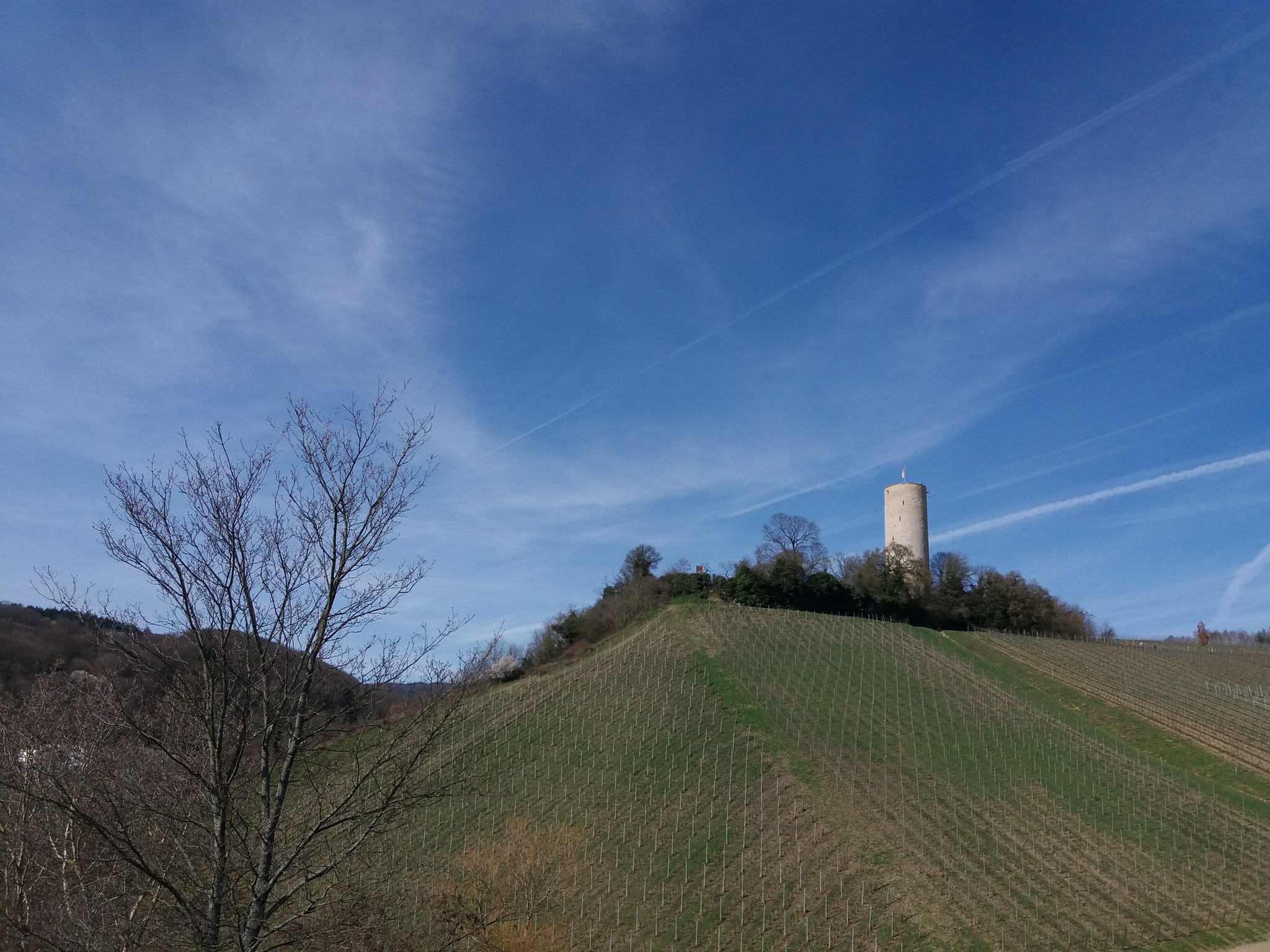 Man sieht Weinberge auf Hügeln. Im Vordergrund ein Baum ohne Laub. Auf den Hügeln sind weitere Bäume und eine Burgruine. Der Himmel ist blau mit ein paar weißen Verfärbungen.