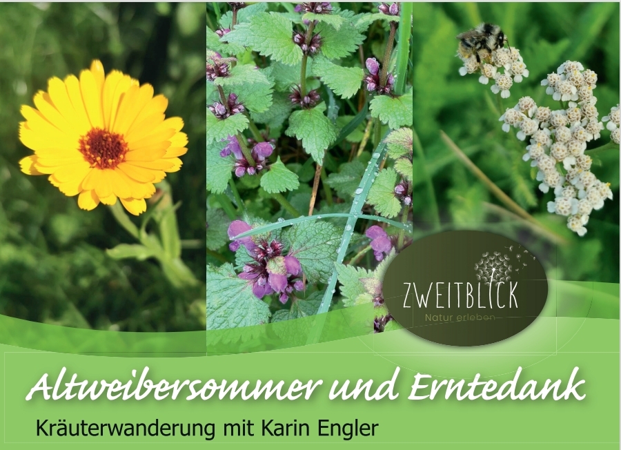 Links ist eine gelb blühende Blume, in der Mitte eine Pflanze mit grünen Blättern und lilanen Blüten und rechts weiße, kleine Blüten, auf denen eine Hummel sitzt. Unten wird Werbung für eine Kräuterwanderung gemacht.