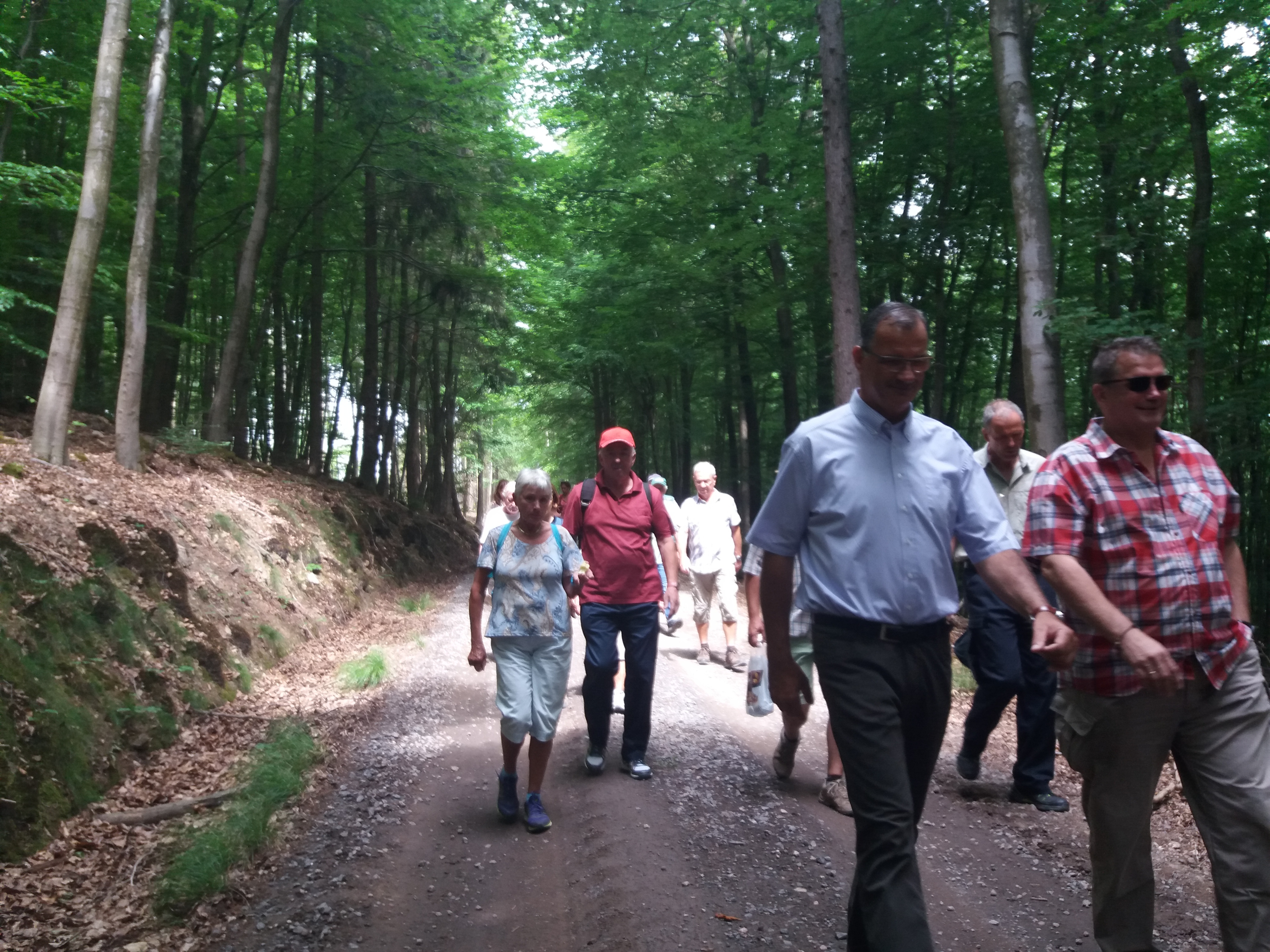 Auf einem Waldweg, der von Laubbäumen mit hohen Stämmen umgeben ist, wandern mehrere Männer und Frauen.