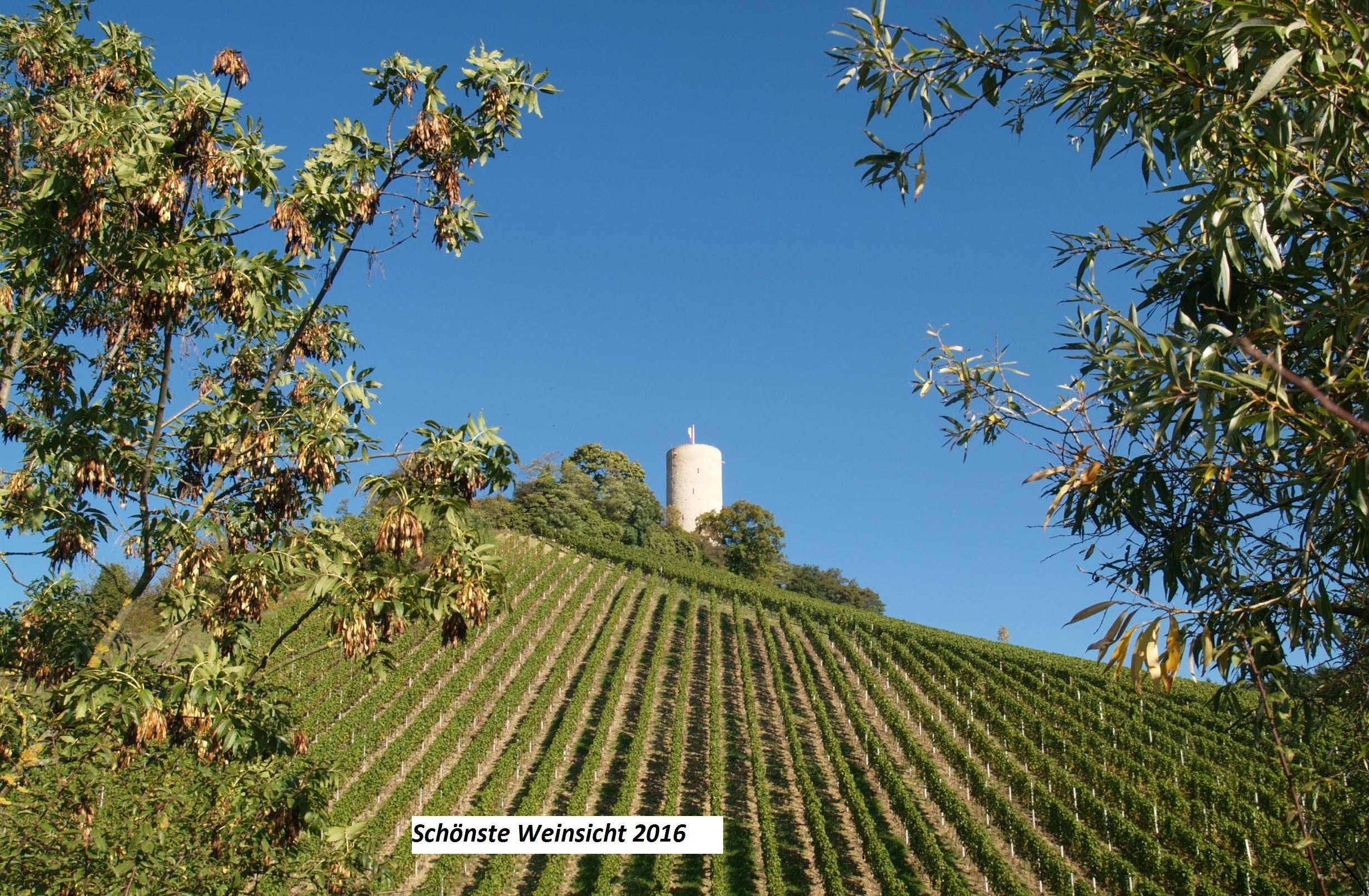 Links und rechts sind Bäume mit Blättern und Samen. Im HIntergrund verlaufen die grünen Weinreben den Hang hinab. Auf dem Berg ist die Burgruine Scharfenstein mit weiß-roter Fahne und grünen Laubbäumen drum rum.. Im Hintergrund ist ein blauer Himmel ohne Wolken.  