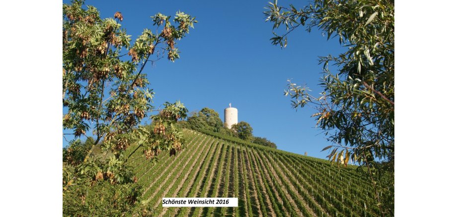 Links und rechts sind Bäume mit Blättern und Samen. Im HIntergrund verlaufen die grünen Weinreben den Hang hinab. Auf dem Berg ist die Burgruine Scharfenstein mit weiß-roter Fahne und grünen Laubbäumen drum rum.. Im Hintergrund ist ein blauer Himmel ohne Wolken.  