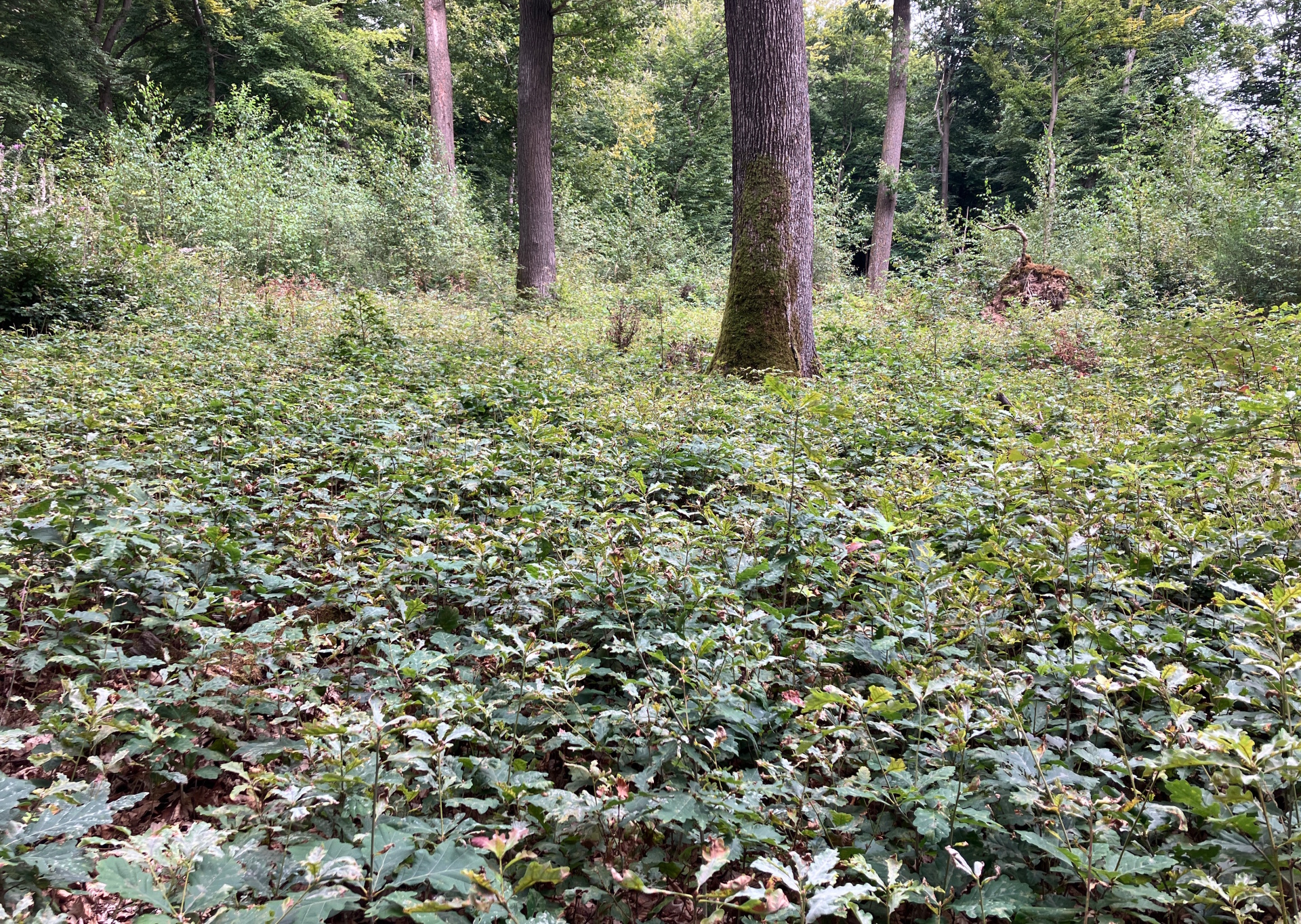 Man sieht einen Waldboden, auf dem viele kleine Eichenbäume stehen und im Hintergrund große Baumstämme sowie große Bäume stehen. 