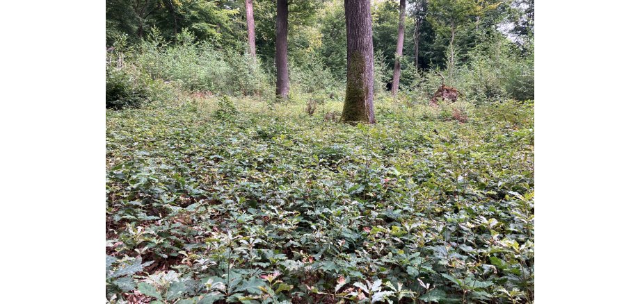 Man sieht einen Waldboden, auf dem viele kleine Eichenbäume stehen und im Hintergrund große Baumstämme sowie große Bäume stehen. 