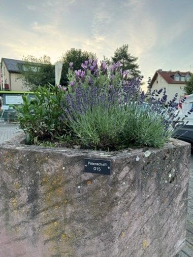 In einem fünfeckigem Steinkübel, auf dem ein rechteckiges Schild mit "Patenschaft 015" steht, sind verschiedene Lavendelsträucher und eine weitere Grünpflanze gepflanzt.