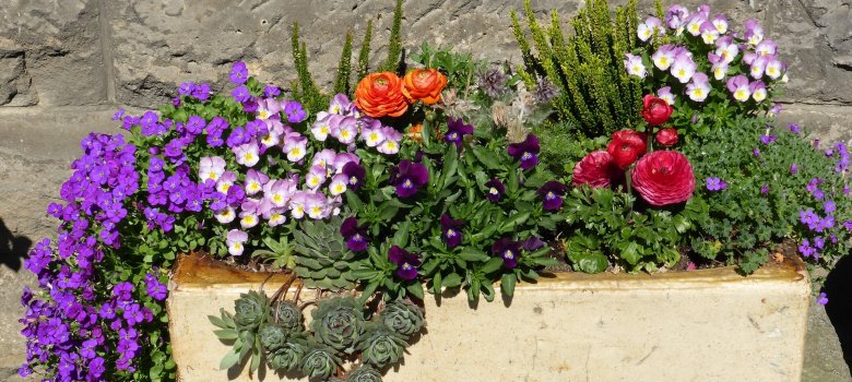 Pflanzkübel aus Stein vor einer Steinmauer mit   rot, lila und weiß blühenden Pflanzen.