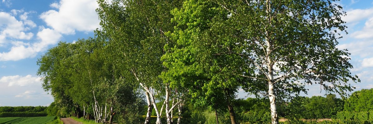 Rechts von einem braunen Feldweg stehen Birken mit grünen Blättern und weißen Stämmen. Rechts und links des Weges ist Gras. Der Himmel ist blau mit weißen Wolken.